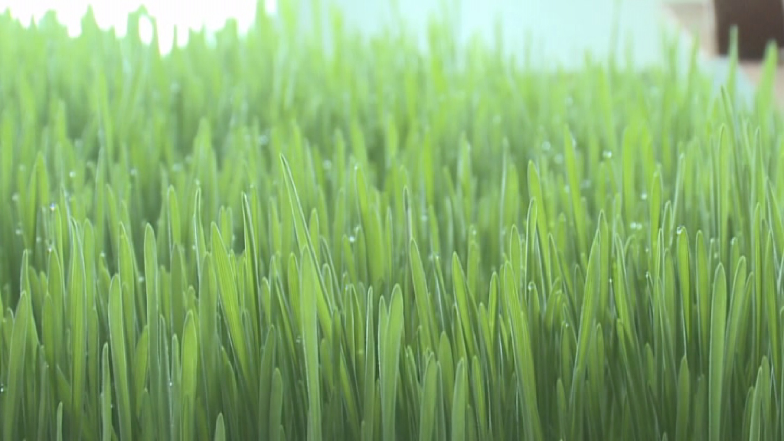 Сок од пшеничне траве најбољи је лек