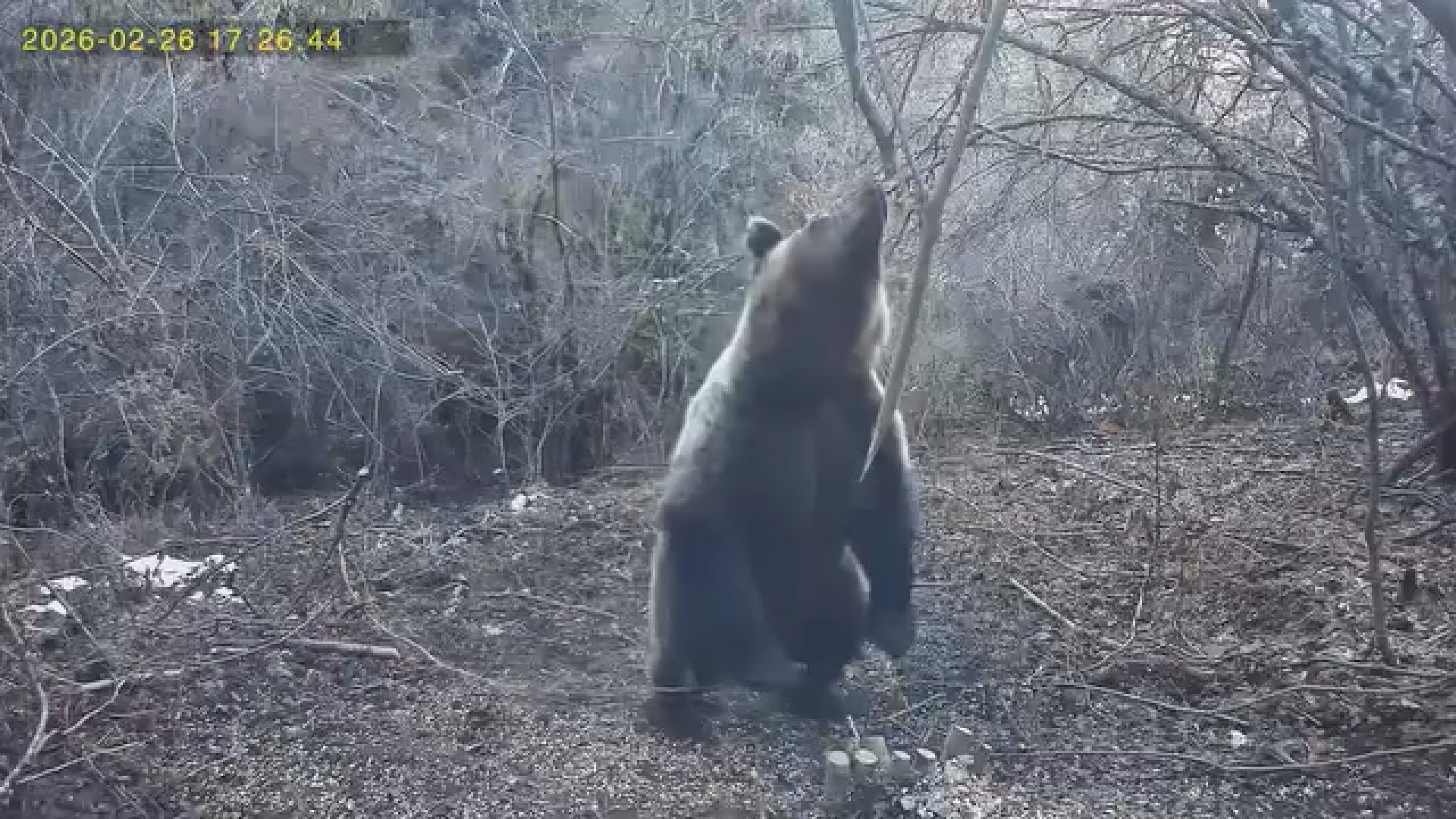 Neverovatan prizor na Tari: Medvedi se probudili iz zimskog sna, a jedan svratio na ručak - zimi je definitivno kraj (FOTO)(VIDEO) 