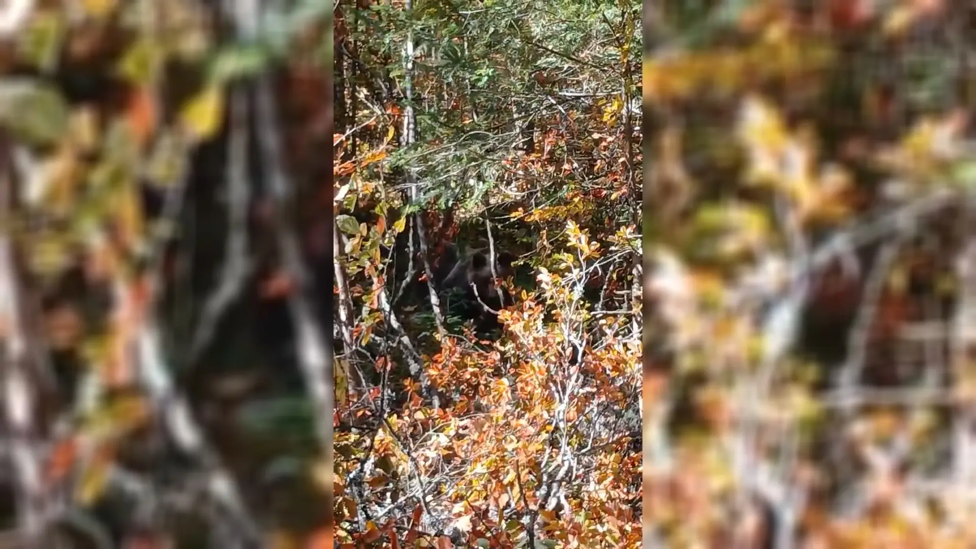 Pronađi meda na slici: Opasan susret oči u oči sa šumskom zveri na Tari - ali medved je potpuno iskulirao ljude koji su radili u blizini (FOTO)