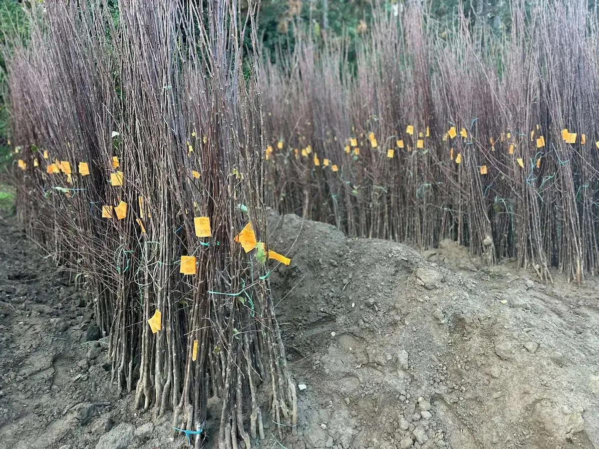 Planule sadnice, najviše se traže autohtone sorte šljiva: Nema zime sa srpsku tradicionalnu voćku - sve više ljudi odlučuje se da je zasadi (FOTO)