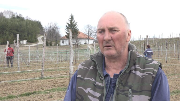 Uzgaja crveno zlato na površini od preko hektara: Radivoje već ima pune ruke posla u svom malinjaku i kaže - uloženi trud često ne prati zarada (FOTO)