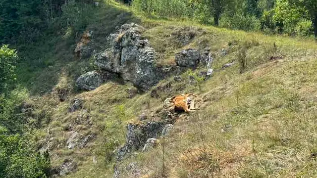 Suša na Peštru uzima danak/ Foto: RINA, arhiva