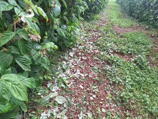 Jako nevreme uništilo malinjake u ivanjičkom kraju, foto: RINA
