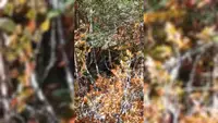 Pronađi meda na slici: Opasan susret oči u oči sa šumskom zveri na Tari - ali medved je potpuno iskulirao ljude koji su radili u blizini (FOTO)