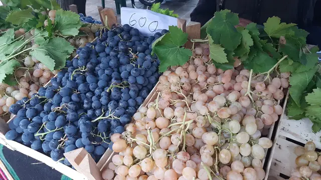 Veliki broj posetilaca na Oplenačkoj berbi / foto: RINA