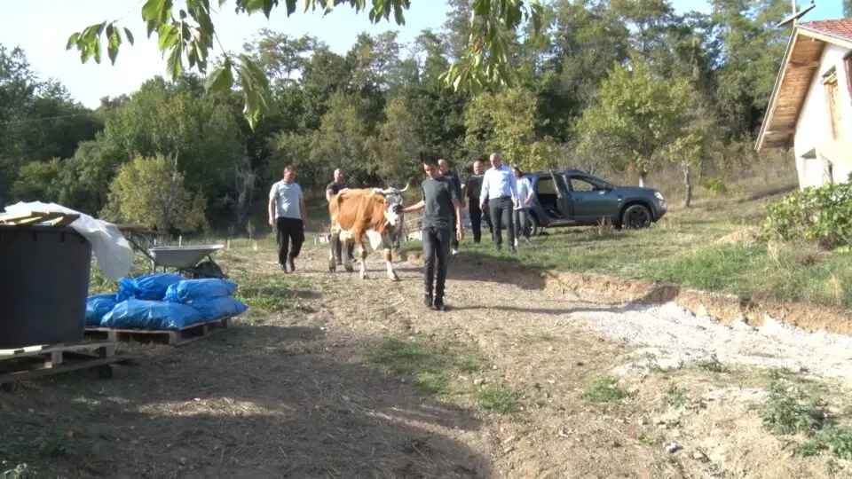 Krava sa teletom kao najlepši i najvredniji poklon za dvojicu dečaka: Vladimirka teško živi sa sinovima - sada od dobrih ljudi stigla pomoć (FOTO)