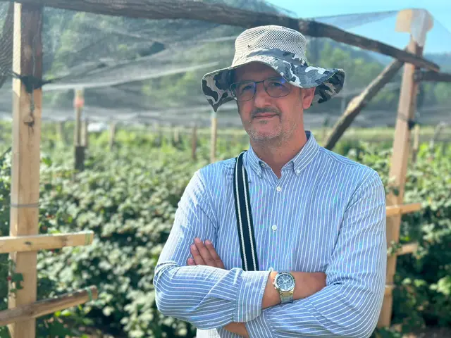Dobar rod maline ove godine privlači i lopove / foto: RINA 