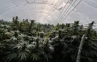 Otkrivena plantaža marihuane u Gornjem Milanovcu: Uhapšena četvorica (FOTO)