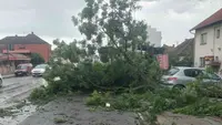 Jako nevreme pogodilo Kokin Brod: Drvo palo na put, saobraćaj se odvija otežano
