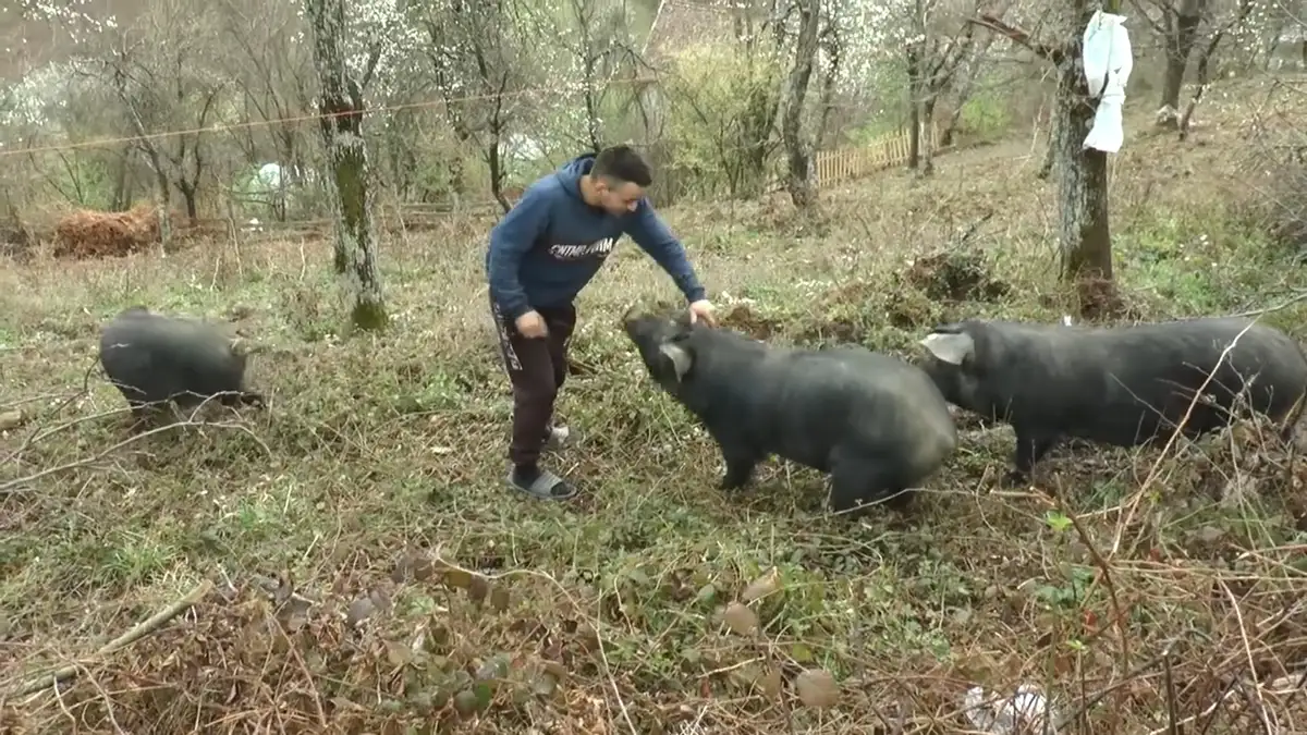 Meni bolja "firma" od sela ne treba: Ovo je mladi Vučić koji ne beži od teških poslova - uzgaja svinje moravke i bere maline, a planira i proširenje proizvodnje (FOTO)