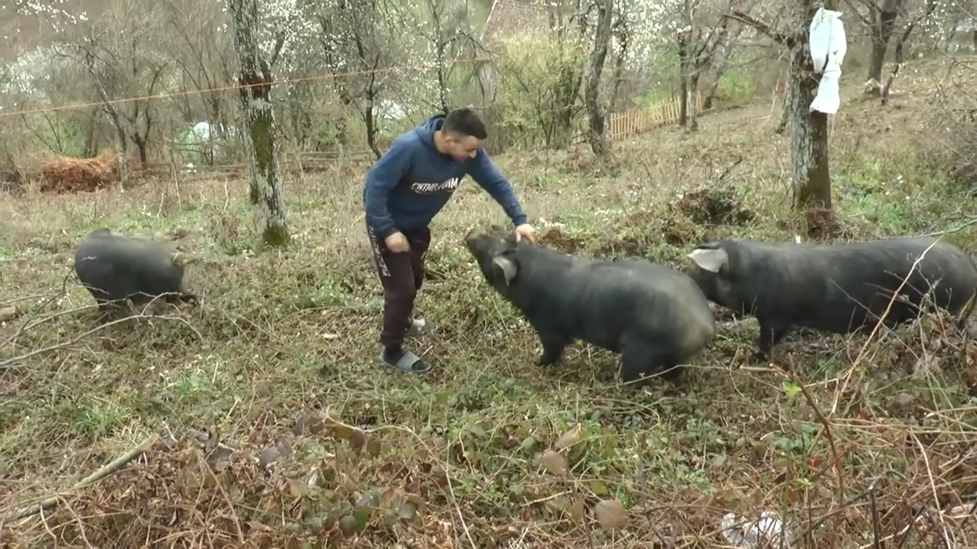 Meni bolja "firma" od sela ne treba: Ovo je mladi Vučić koji ne beži od teških poslova - uzgaja svinje moravke i bere maline, a planira i proširenje proizvodnje (FOTO)