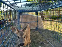 Pronašao ga u kukuruzu, bio je mrvica od nepunih kilogram: Radiša u dvorištu  sada odgaja preslatko lane, čim ojača pustiće ga u prirodu (FOTO)
