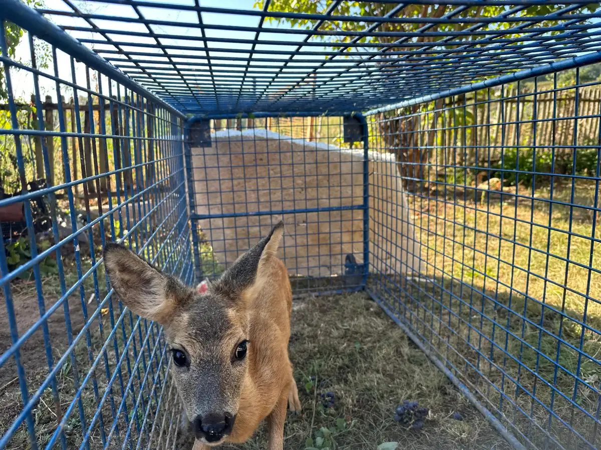 Pronašao ga u kukuruzu, bio je mrvica od nepunih kilogram: Radiša u dvorištu sada odgaja preslatko lane, čim ojača pustiće ga u prirodu (FOTO)