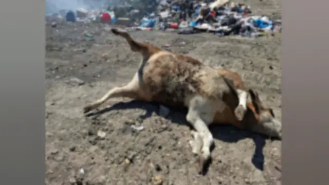Alarmantne slike sa deponije Goveđak, foto: RINA / printscreen