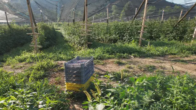 Dobar rod maline ove godine privlači i lopove / foto: RINA