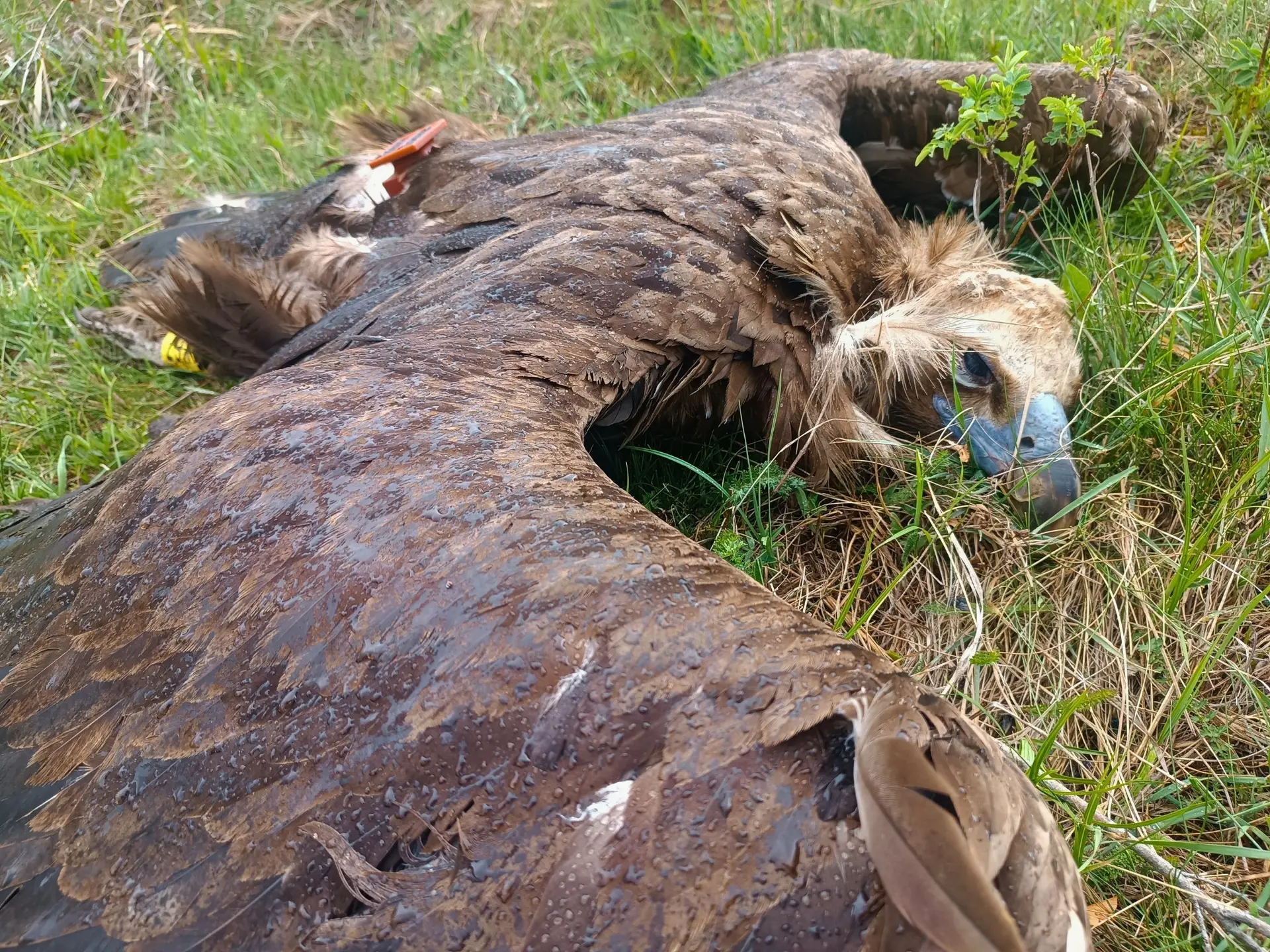 Otrovao jednu od najređih ptica Evrope, pa dobio uslovnu kaznu: Crni strvinar stradao na Svrljiškim planinama (FOTO)