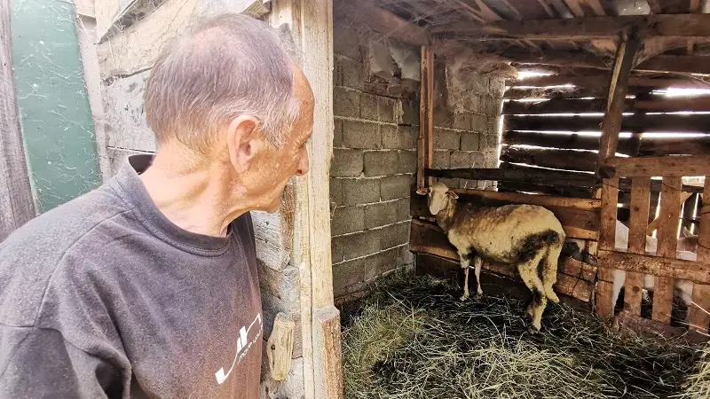 Prvo žarište boginja ovaca i koza u Srbiji ove godine: Na gazdinstvu u Raški eutanazirano 127 grla